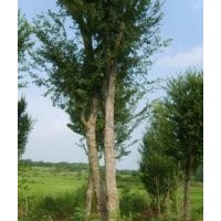 現(xiàn)在胸徑10公分15公分24公分黃連木供應(yīng)