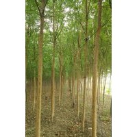 河北國槐 保定國槐 定興縣國槐5-10公分