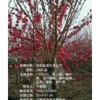 供1-8公分，紅葉碧桃，美人梅，榆葉梅，紅梅，紫葉李，櫻花