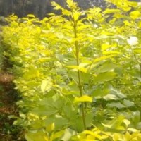 金葉白蠟規(guī)格全純度高