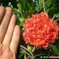 供應(yīng)2公分花石榴-石榴基地價格