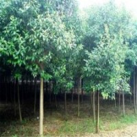 供應(yīng)2公分大葉女貞