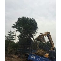 供應(yīng)油松，占地油松，占地油松2.5米-3米
