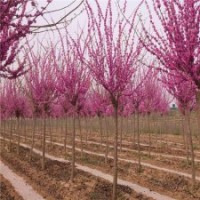 最新紫荊基地報(bào)價(jià)單桿紫荊、叢生紫荊