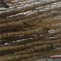 金枝槐基地供應(yīng)金枝槐樹的價(jià)格