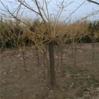 黃金槐和金枝槐的價格