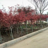 江蘇基地6公分紅楓的價格，量大優(yōu)惠