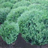 冠幅150公分龜甲冬青球，現(xiàn)價155元