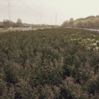 江蘇徐州地區(qū)供應(yīng)大量三紅紫薇