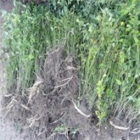 棣棠花的繁殖方法及注意事項