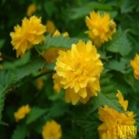 60公分高的棣棠花價格是1元_精品貨源