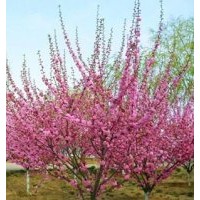 供應(yīng)榆葉梅，各種規(guī)格榆葉梅，樹形好