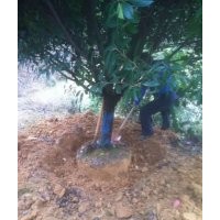 安徽肥西供紫薇、紫葉李、高干紅葉石楠、桂花、烏桕、女貞、五角