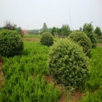 20公分火棘苗的批發(fā)價(jià)格