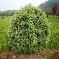 60-150公分火棘球的批發(fā)價(jià)格