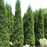 80公分高圓柏的批發(fā)價格