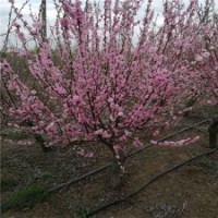 地徑7公分榆葉梅樹(shù)的報(bào)價(jià)是135元