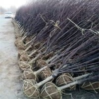 地徑6公分榆葉梅樹(shù)的價(jià)格是75元