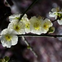 江蘇大量6公分的綠梅花，量大優(yōu)惠