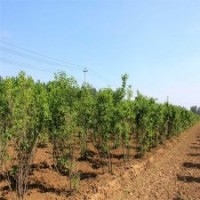 江蘇基地5公分丁香樹的價格