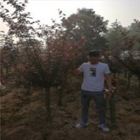 美人梅基地，種植、銷售***的廠家在哪里？