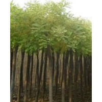 長期供應國槐。