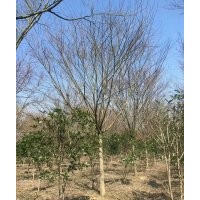 大規(guī)格雞爪槭紅梅紅楓櫻花海棠桂花紅葉李出售