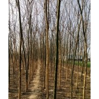 供應(yīng):速生，原生國槐