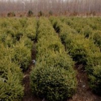 云杉供應(yīng)各種規(guī)格0.6-2.6米現(xiàn)大量供應(yīng)