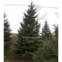 云杉 冷杉 水杉