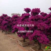 福建三角梅，漳州三角梅，三角梅小苗