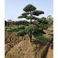 供應(yīng)8-10-12-15-20公分優(yōu)質(zhì)造型羅漢松2000元4米造型羅漢松