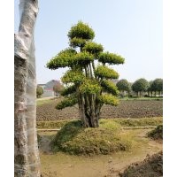 供應(yīng)30-40-50-60公分造型欏木石楠12000元 多桿樹種樁