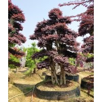 芳菲種植造型樹紅花繼木 小葉女貞銷向浙江 江蘇 貴州 云南 西安3