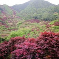供應(yīng)紅楓，垂絲海棠，紅豆杉，櫻花，藍(lán)莓，雞爪槭