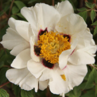 紫斑牡丹 2-5年品種嫁接苗 和平蓮