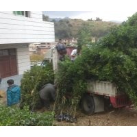 福建叢生四季桂花基地，泉州四季桂花價格，哪里的桂花最便宜