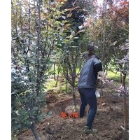 美人梅基地 山東美人梅批發(fā) 美人梅價格