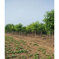 河北6公分香花槐價(jià)格