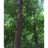 許昌襄城縣供應(yīng)金葉復(fù)葉槭