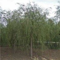柳樹(shù)樹(shù)苗，出售柳樹(shù)，8公分柳樹(shù)價(jià)格