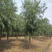 旱柳規(guī)格，哪有旱柳，9公分旱柳價(jià)格