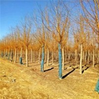 金絲垂柳基地，平頭金絲垂柳，12公分金絲垂柳價格