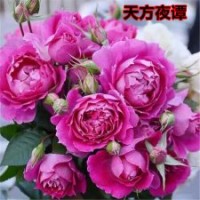 大量供應(yīng)歐洲月季花苗