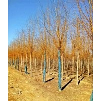 金絲垂柳_金絲垂柳價(jià)格_金絲垂柳圖片