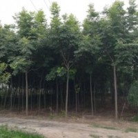 洛陽(yáng)地區(qū)欒樹(shù)