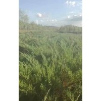 急售偃柏80-100cm，5-6分支，2萬(wàn)株