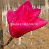 旭森萬畝玉蘭基地工程苗紅白黃紫廣玉蘭大量供應(yīng)