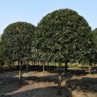 桂花樹種植，桂花樹采購，如何種植桂花樹