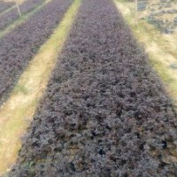 百色供應(yīng)紅繼木福建茶銀邊草沿階草地被苗